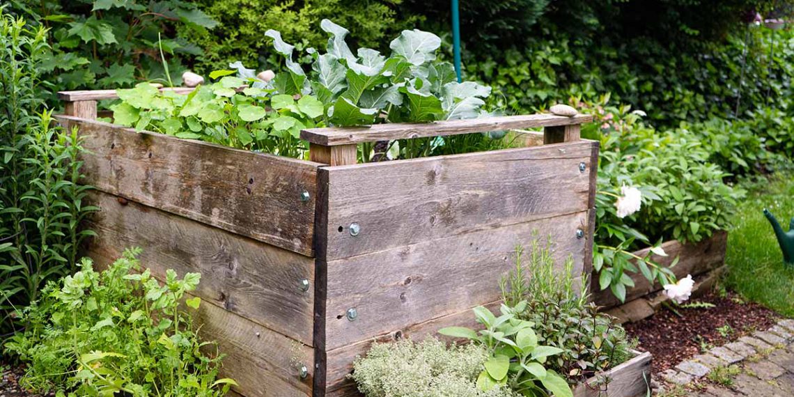 Broccoli Companion Plants What Can and Can Not Grow Plants Spark Joy