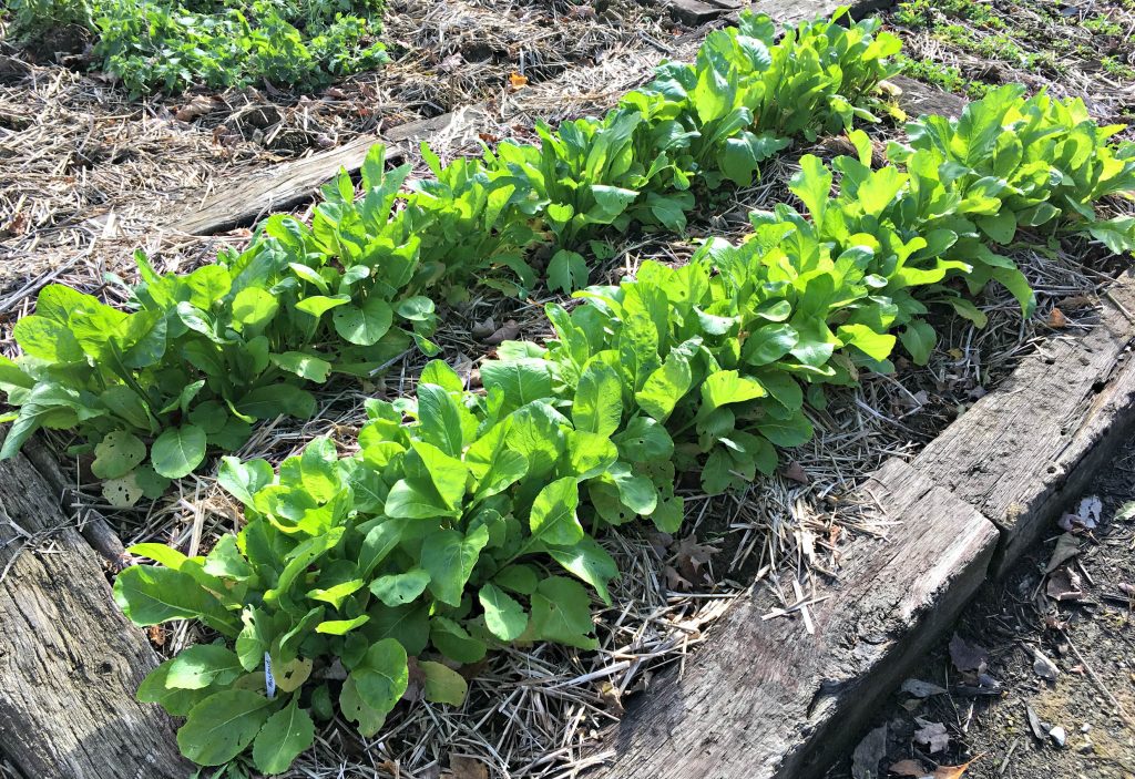 Growing And Planting Mustard Greens Guide Plants Spark Joy