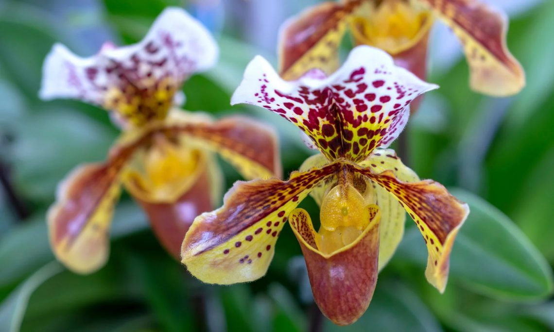 20 Different Types of Orchid You Can Grow at Home - Plants Spark Joy